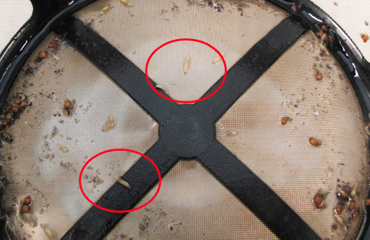 Drosophila larvae, shown in red circles, in a coffee filter. 